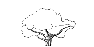 stejar